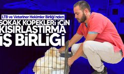 Lefkoşa Türk Belediyesi ve Kıbrıs Türk Veteriner Hekimler Birliği, sokak köpekleri için iş birliği