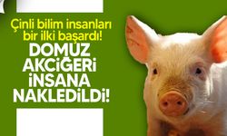 Tıp tarihinde bir ilk: Domuz akciğeri insana nakledildi