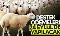 Hayvan Üreticileri ve Yetiştiricileri Birliği: "Doğrudan gelir desteği ödemeleri 24 Eylül’de başlayacak!"