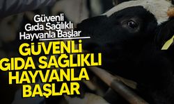 Gıda Mühendisleri Odası’ndan Şap Hastalığı Uyarısı