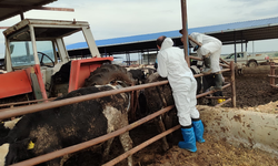 şap hastalığıyla mücadele devam ediyor!