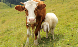 Küçükbaş ve Büyükbaş Çiğ Süt Bedelleri Üreticilerin Hesaplarına Yatırıldı