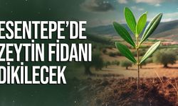 Kıbrıs Vakıflar İdaresi Esentepe’de Zeytin Fidanı Dikecek