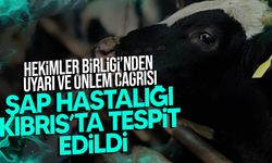 Kıbrıs’ta Şap Hastalığı Tespit Edildi
