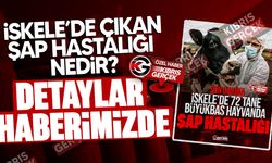 Şap hastalığı nedir, belirtileri nelerdir, nasıl bulaşır?