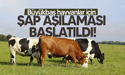 Şap hastalığıyla mücadelede seferberlik: 30 ekiple ülke genelinde aşılama başladı