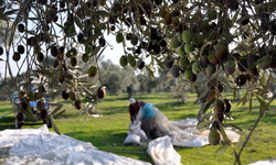 Tarım ve Doğal Kaynaklar Bakanlığı: “Zeytin üreticilerine ilk kez dolu tazminat ödemesi gerçekleştirildi”