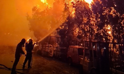 Meniko’da Çiftlik Yangını: 1.000 Yeni Doğmuş Hayvan Telef Oldu