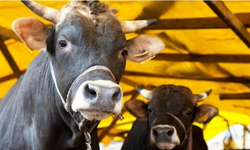 Üreticilerin tazminatları Kooperatif Merkez Bankası'na gönderildi