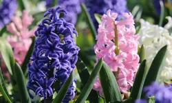 İkinci Cemre Suya Düştü: Üçüncü Cemre 5-6 Mart’ta Toprağa Düşecek