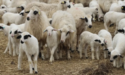 DÜÇ’ten kasaplık hayvan satışı