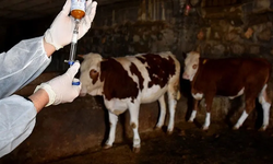 Şap hastalığına karşı mücadele sürüyor