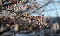 İlk cemre havaya düştü!