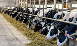 Güney Kıbrıs'ta şap alarmı!