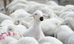 Brucella tazminatları ödendi