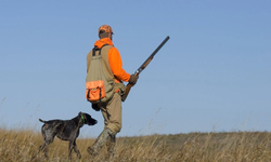 Turaç Kuşu Vuran Şahsa 5 Asgari Ücret Ceza!