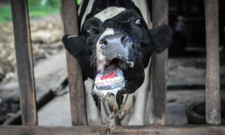 Güney’de Şap Alarmı: 18 bin inek 23 bin küçük baş hayvan uyutuldu!
