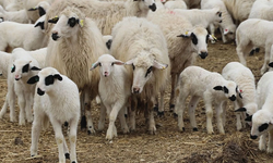 Mavi Dil hastalığından zarar gören üreticilere tazminat ödendi