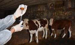 Güney Kıbrıs’a 20 Bin Doz Şap Aşısı: İlk Parti Teslim Edildi