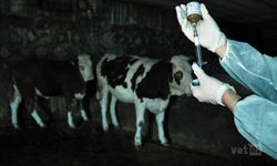 KKTC’den Güney Kıbrıs’a 50 Bin Doz Daha Şap Aşısı