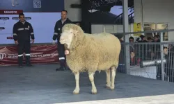 Balıkesir’de rekor satış: Damızlık koç 1 milyon 110 bin TL’ye alıcı buldu