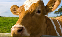 Larnaka’da Şap Vakası 22’ye Yükseldi