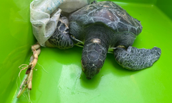 Caretta, Meritta sayesinde hayata tutundu!