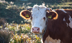 Güney Kıbrıs’ta şap krizi büyüyor: 9 yeni vaka