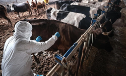 Güney Kıbrıs’ta şap alarmı!
