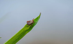 Bahçelerde kenelere karşı doğal çözüm