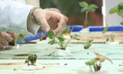 Japon balığı gübresi nedir? Tarımda ne işe yarıyor