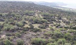 3500 dönümlük orman arazisi için ortak isyan!