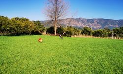 Son Cemre Toprağa Düştü: Baharın Habercisi Geldi