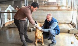 Amcaoğlu: "Barınakta 104 Can Dostumuza Bakıyoruz"