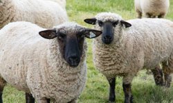 Devlet Üretme Çiftlikleri Dairesi’nden Kasaplık Hayvan Satışı Duyurusu