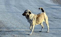 Vadili’de beslediği iki köpeği başıboş bırakan kişiye yasal işlem