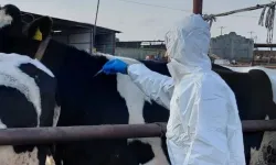 Güney Kıbrıs’ta şap hastalığı Limasol’a yayıldı