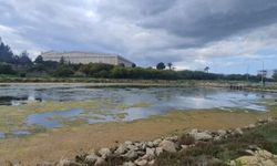 Bafra Lagünü'ndeki su akışıyla ilgili açıklama: Doğal taşkından kaynaklandı
