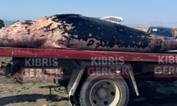 Bir balina daha KKTC kıyılarında ölü bulundu: Nekropsi yapılacak