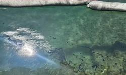 Baf Limanı'nda Mazot ve Sıvı Atık Alarmı