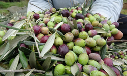 Lefkoşa’da zeytin ve harup hasadı tarihleri açıklandı