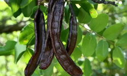 Lefke’de harup ve erkenci zeytin hasadı bugün başladı
