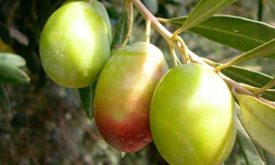 İskele’de erkenci zeytin hasadı yarın başlıyor