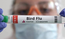 Güney Kıbrıs’ta kuş gribi alarmı: Athalassa Parkı’nda H5N1 tespit edildi