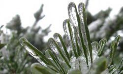 Meteoroloji Dairesi, Hafta Sonu Yer Yer Don Olayı Beklendiğini Duyurdu