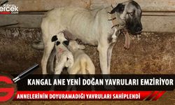 Yeni doğan kuzuyu kangal köpeği emziriyor