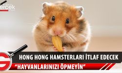 Hong Kong'da 2 bin hamster itlaf edilecek