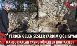 Mahsur kalan yavru köpekler Girne Belediyesi ve Girne İtfaiye Birimleri tarafından kurtarıldı