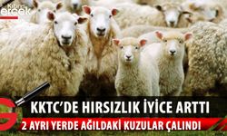 Pınarbaşı ve Boğazköy’de ağıldan kuzu çalındı