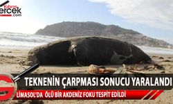 Limasol’a bağlı “Moni” bölgesinde ölü bir “Akdeniz Foku” tespit edildi